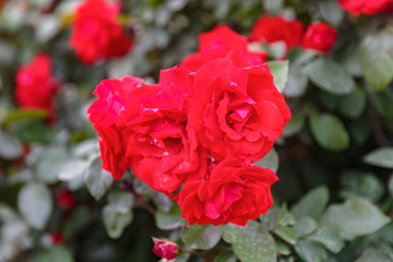 Bush with some bright red ripe roses