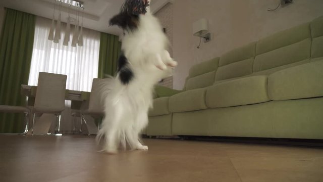 Dog Papillon takes the rope plays with the host in living room stock footage video