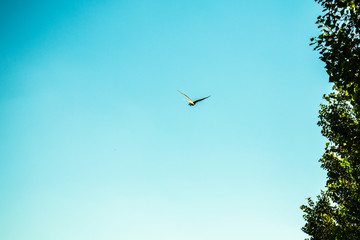 ave volando libre