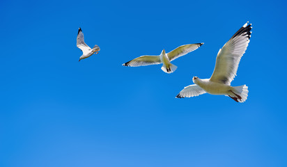 European herring gulls