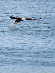 Bald eagle snatching a fish from water