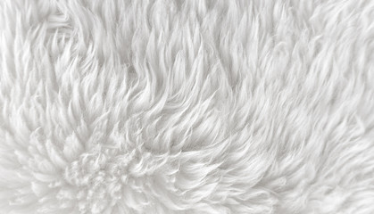 White wool with white top texture background, light natural sheep wool, white seamless cotton, texture of fluffy fur for designers, close-up fragment white wool carpet