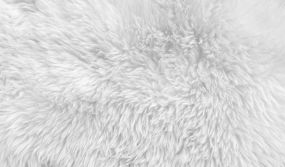 White wool with white top texture background, light natural sheep wool, white seamless cotton,...