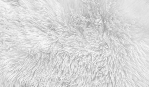 White wool with white top texture background, light natural sheep wool, white seamless cotton, texture of fluffy fur for designers, close-up fragment white wool carpet