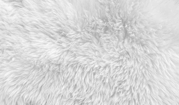 Premium Photo  White clean wool texture background light natural sheep  wool white seamless cotton texture of fluffy fur for designers closeup  fragment white wool carpetx9