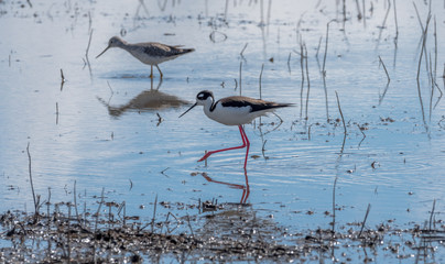 Colusa Wildlife Refuge