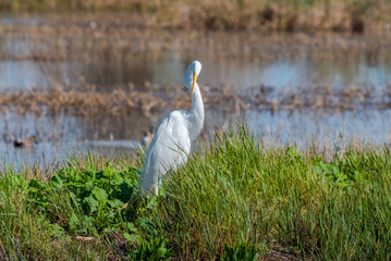 Colusa Wildlife Refuge