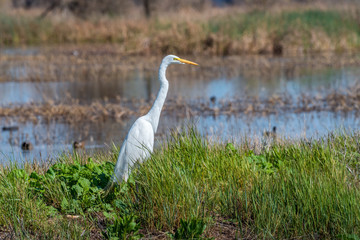 Colusa Wildlife Refuge