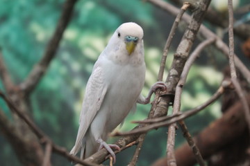 pajaro