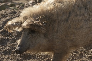 Fototapeta premium ein Wollschwein im Schlamm