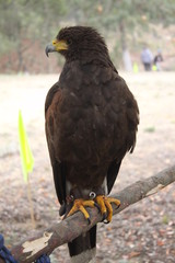 aguila