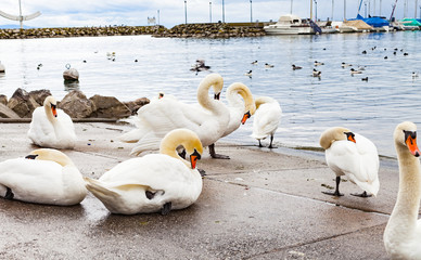 Fototapeta premium Swans on the asphalt by the lake