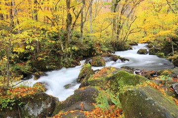 Mysterious Oirase Stream flowing through the autumn forest in Towada Hachimantai National Park in Aomori, Northeastern Japan ~ Beautiful scenery of Japanese countryside in fall season