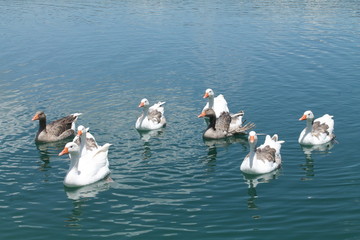 patos