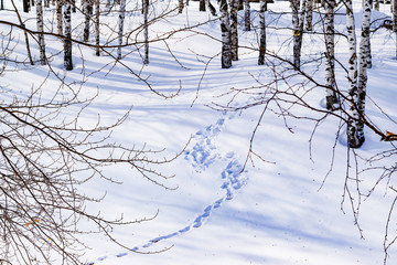 Snow drifts with a trodden path, outlined after snowstorm in a natural birch forest with large shadows from trees illuminated by the sun, winter forest landscape