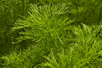Dill. Herb leaf background