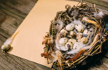 Closeup nest with quail eggs and feather in right side of sheet of paper for text on wood board.