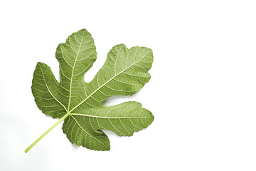 Fig leaf is on the white background