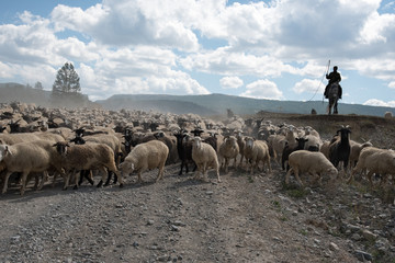 A large herd of sheep and goats goes with the shepherd on the road among the fields in summer © Oksana Bessonova