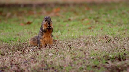 A wide shot of a squirrel exploring the grass, picking up food