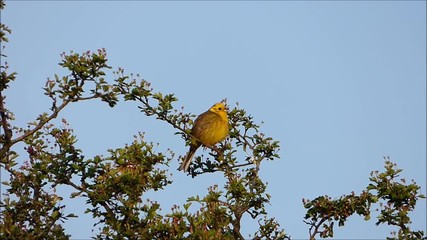 American yellow warbler sits on a tree branch