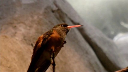 An Amazilia hummingbird sitting on a branch and shows his tongue