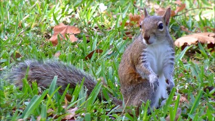 An excited or frightened Squirrel in grass