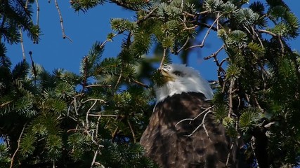 An eagle watching out behind tree branches
