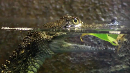 baby crocodile bobbing up and down on the surface of the water