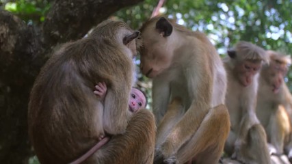 baby monkey holding onto its Mother