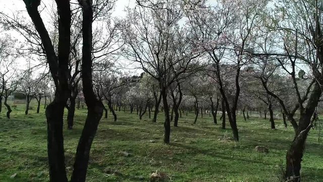 badem ağa&ccedil;larının &ccedil;i&ccedil;eklenmesi ve bahar mevsimi