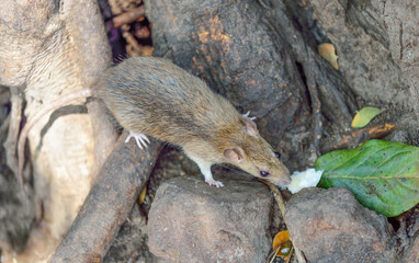 Brown Rat (Rattus norvegicus)