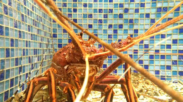 lobster in a tank