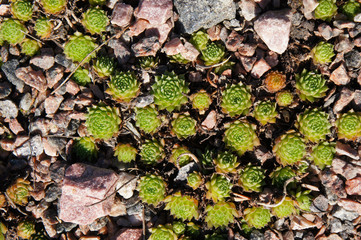 Sempervivum globiferum or sedum globiferum green plant