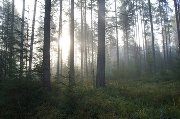 Forests landscape trees in mist