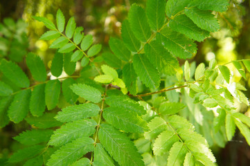 European mountain ash or sorbus aucuparia green leaves