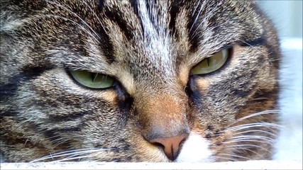 cat looking directly into a camera