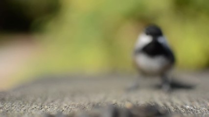 Chickadee taking sunflower seed
