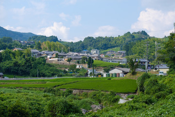 Fototapeta na wymiar 京都府和束町の茶畑