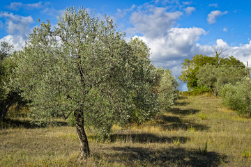 Olive trees