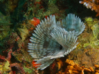 Tube worm