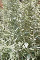 Artemisia ludoviciana louisiana many green silver plant vertical