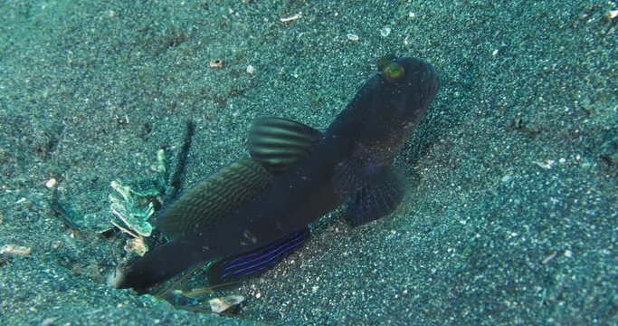 Goby fish watching out against predators while pistol shrimp digs the burrow.   Example of symbiotic relationship