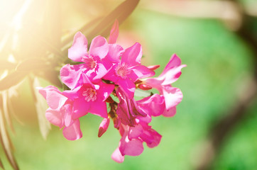 Blooming pink oleander flowers or nerium in garden. Selective focus. Copy space. Blossom spring,...