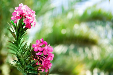 Blooming pink oleander flowers or nerium in garden. Selective focus. Copy space. Blossom spring, exotic summer, sunny woman day concept.