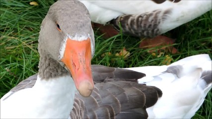 Pomeranian Close-up of a goose