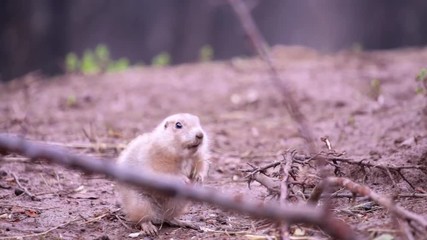 Prairie dog munching on a snack