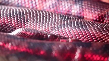 Pull focus onto the eye of a snake