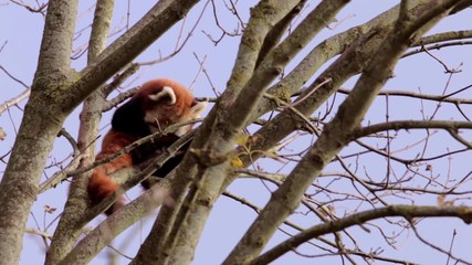 Red Panda Cleaning Himself