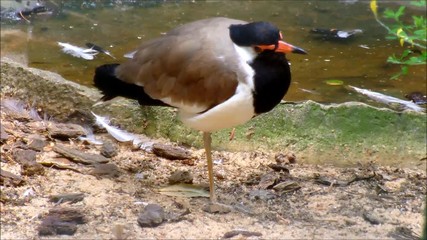 red wattled lapwing resting one legged